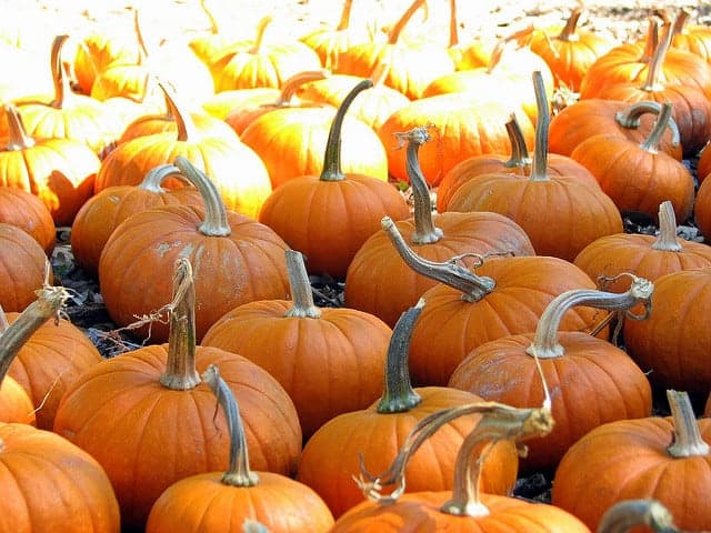 Celebrate the Arrival of Autumn at the Midtown Village Fall Festival