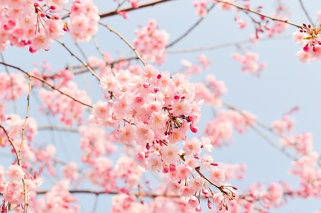 Celebrate Spring at The Subaru Cherry Blossom Festival of Greater Philadelphia From April 7-15